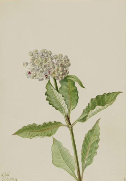 Milkweed (Ascelpias), 1924.
