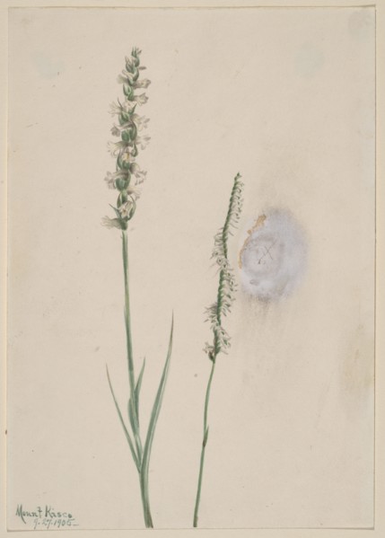 Nodding Ladies-Tresses (Ibidium cernum), 1905.