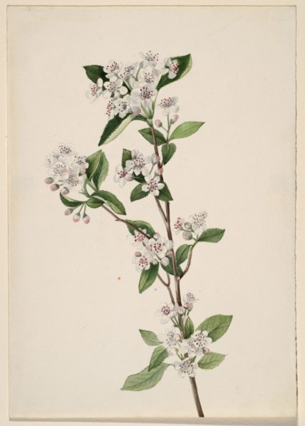 Red Chokeberry (Aronia arbutifolia), ca. 1920s.