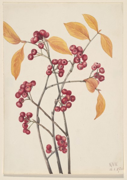 Red Chokeberry (Aronia arbutifolia), 1920.
