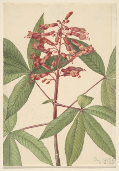 Red Buckeye (Aesculus pavia), 1918.