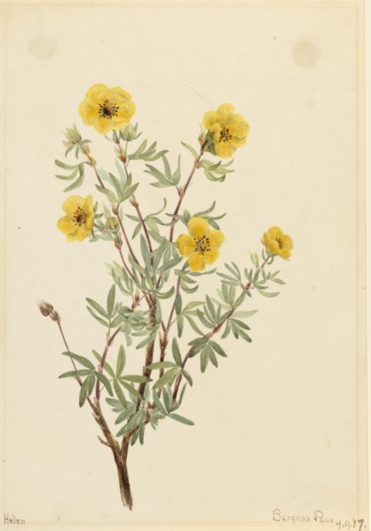 Bush Cinquefoil (Potentilla fruticosa), 1917.