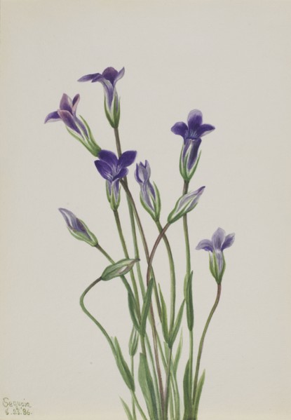 Gentian (Gentiana holopetala), 1936.