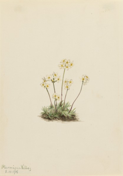 Sweet Androsace (Androsace carinata), 1916.