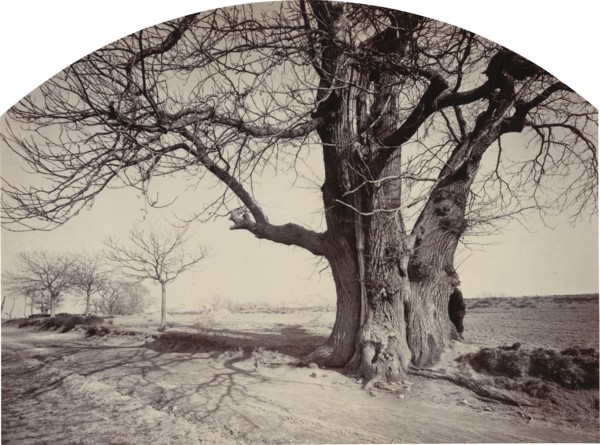 Grand Châtaignier au Bord d'un Chemin (Large Chestnut Tree on the Side of a Road), c.1875-1880.