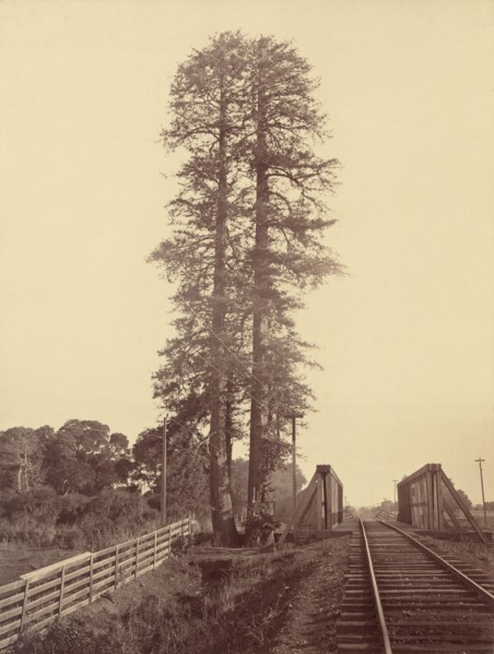 Twin Redwoods, Palo Alto, 1870.