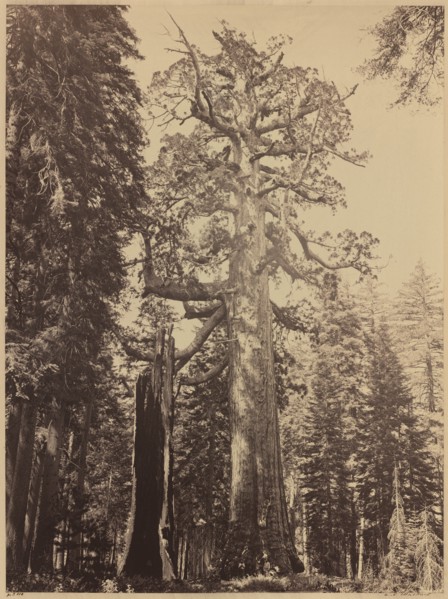 Grizzly Giant, Mariposa Grove, 1861.