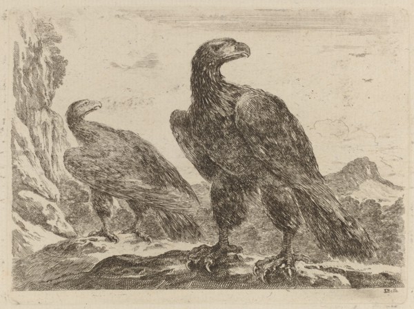 Two Eagles, Both with Heads Turned to the Right.