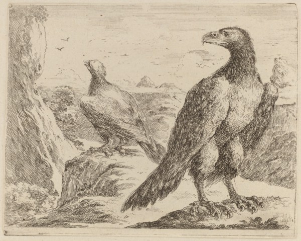 Two Eagles, Both with Heads Turned to the Left.