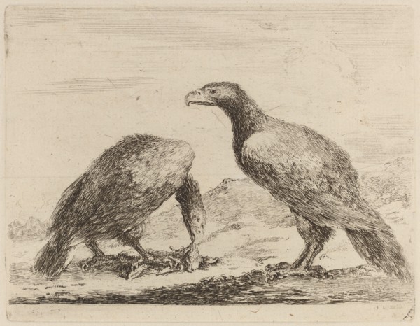 Two Eagles, One Eating a Small Lamb.