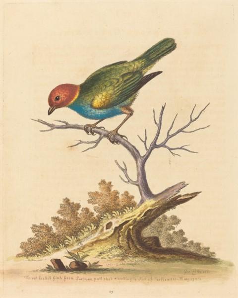 The Red-Headed Finch from Surinam, 1741.