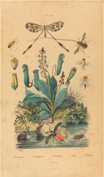 Insects and Flowers, published 1837. nemestrine, nemognathe nemoptere nepe nepenthe