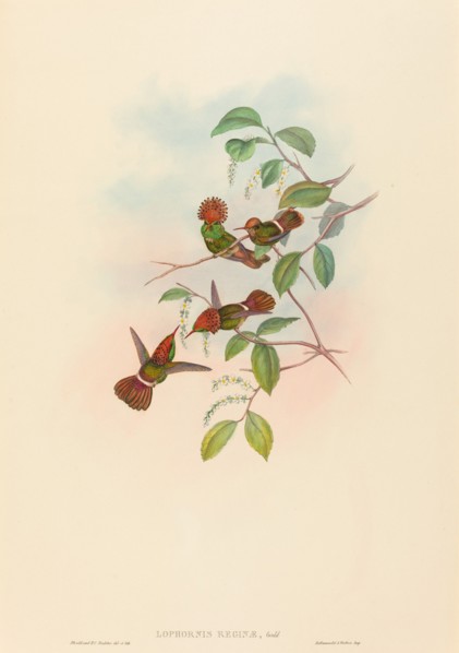 Lophornas reginae (Spangled Coquette).