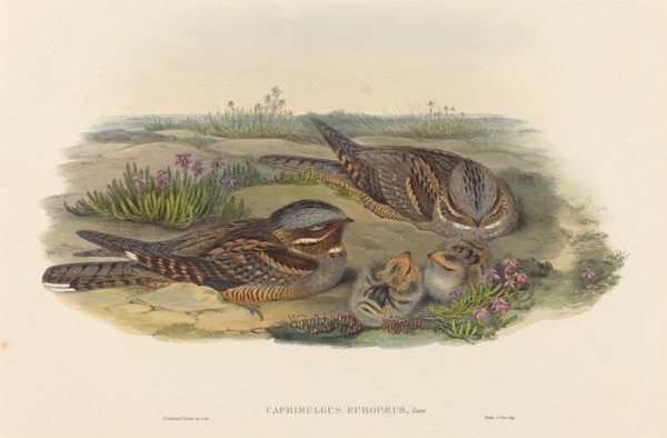 Caprimulgus europaeus (Nightjar).