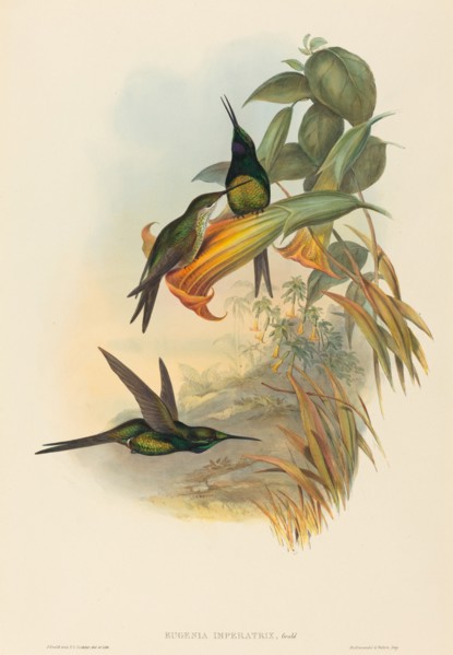 Eugenia imperatrix (Empress Hummingbird).