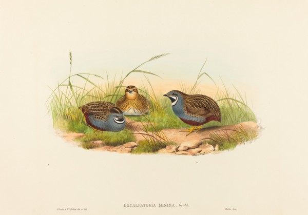 Excalftoria minima (Blue-breasted Quail).