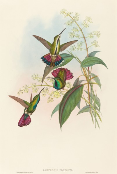 Lampornis prevosti.