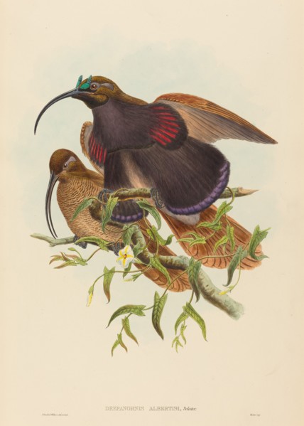 Drepanornis albertisi (Black-billed Sicklebill Bird of Paradise).