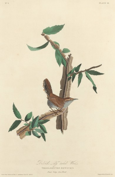 Bewick's Long-tailed Wren, 1827.
