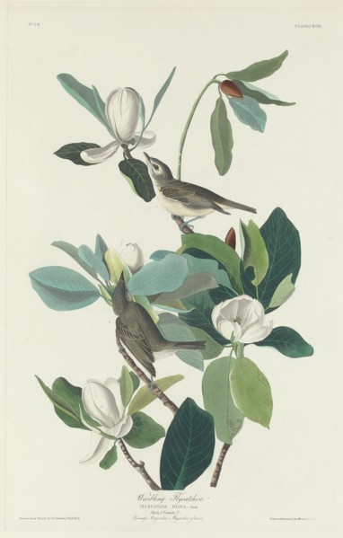 Warbling Flycatcher, 1831.