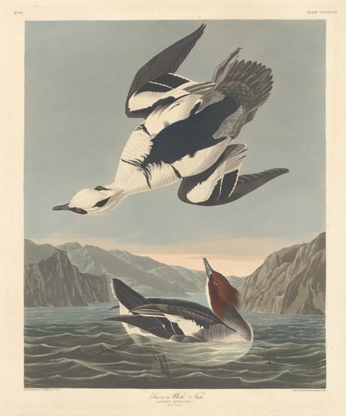 Smew or White Nun, 1836.