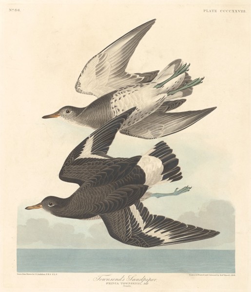 Townsend's Sandpiper, 1838.