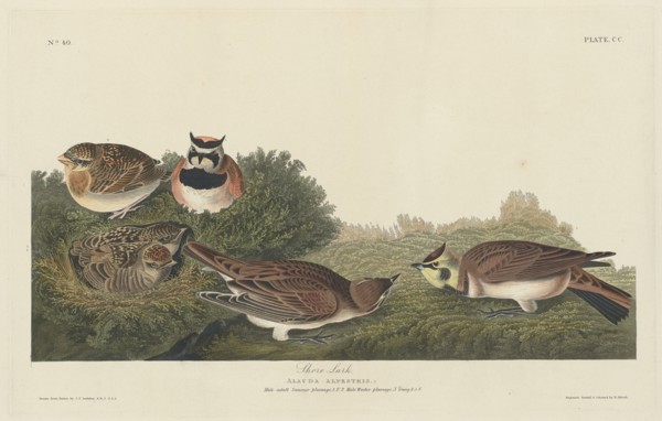Shore Lark, 1834.