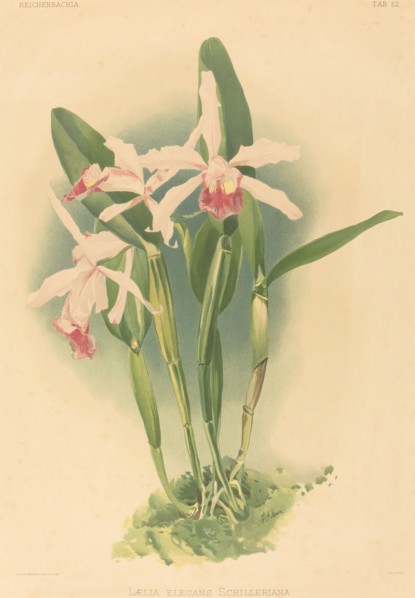 Laelia Elegans Schilleriana.