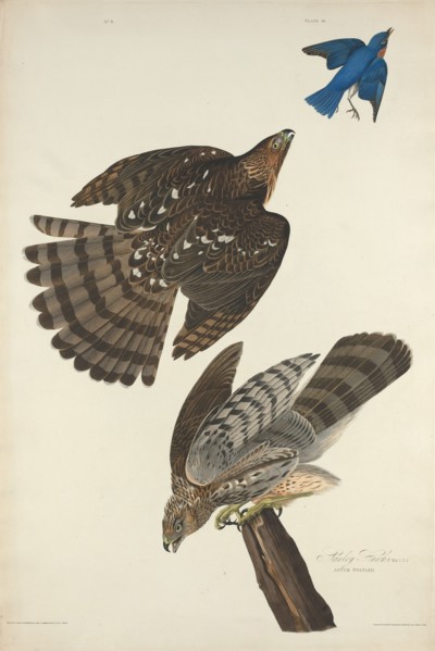 Stanley Hawk, 1828.