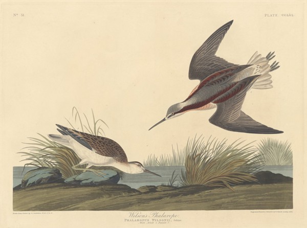 Wilson's Phalarope, 1835.