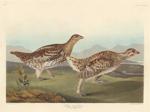 Sharp-tailed Grous, 1837.