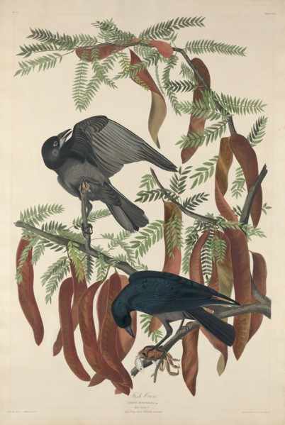Fish Crow, 1832.