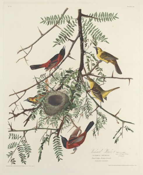 Orchard Oriole, 1828.