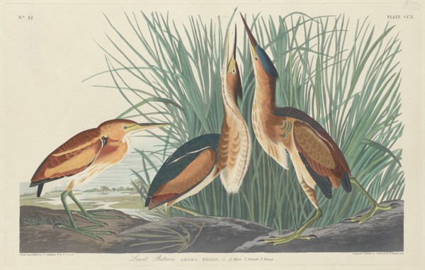 Least Bittern, 1834.