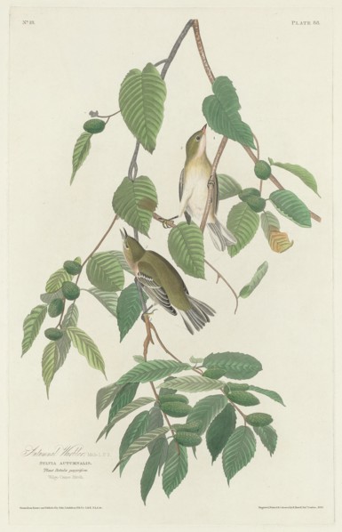 Autumnal Warbler, 1830.