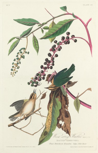 Worm-eating Warbler, 1828.
