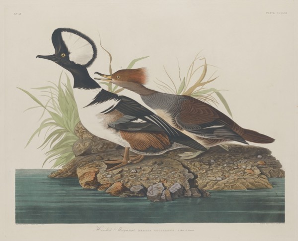 Hooded Merganser, 1834.