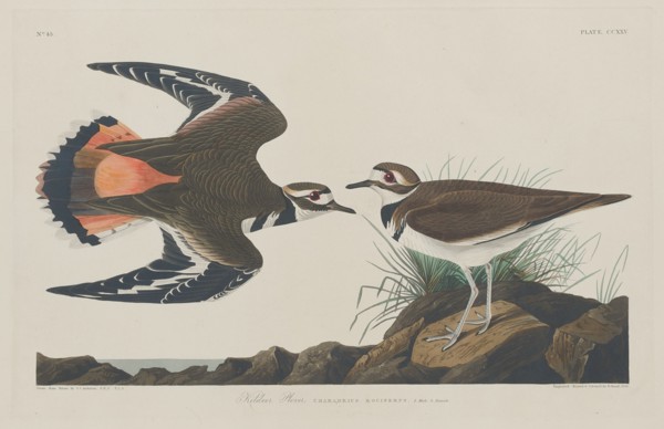 Kildeer Plover, 1834.