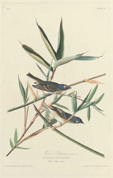 Solitary Flycatcher, 1828.