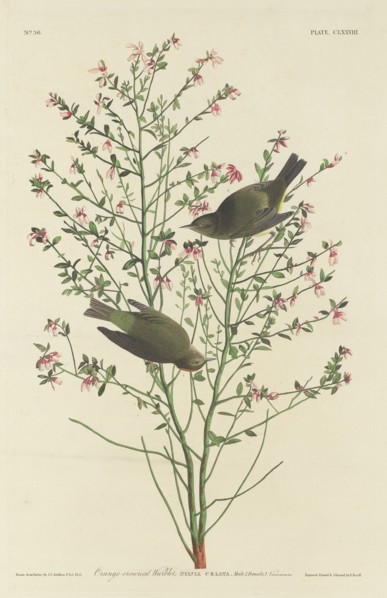 Orange-crowned Warbler, 1833.