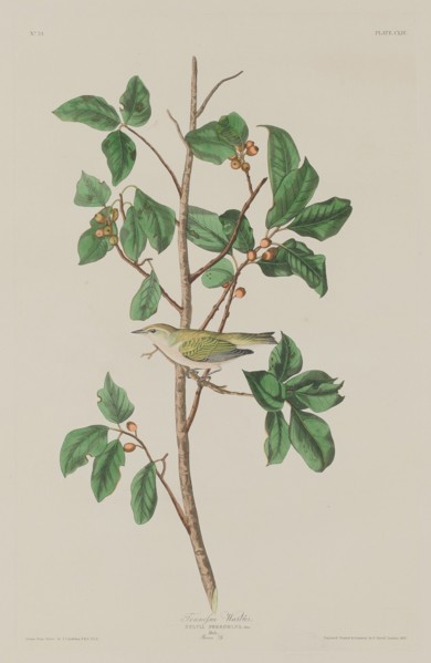 Tennessee Warbler, 1832.