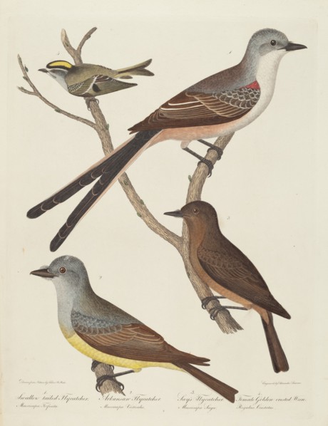 Swallow-tailed Flycatcher, Arkansas Flycatcher, Say's Flycatcher, and Female Golden-crested Wren.