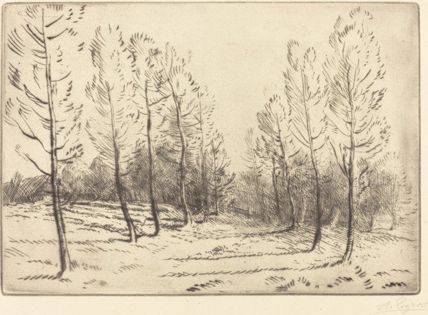 Avenue of Poplars (L'allee de peupliers).