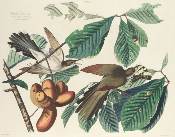 Yellow-billed Cuckoo, 1827. [Coccyzus Carolinensis. Plant Popaw Porreliatriloba].