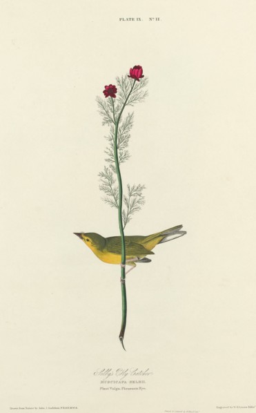 Selby's Fly Catcher, 1827. [Muscicapa selbii. Plant Vulgo. Pheasants Eye].