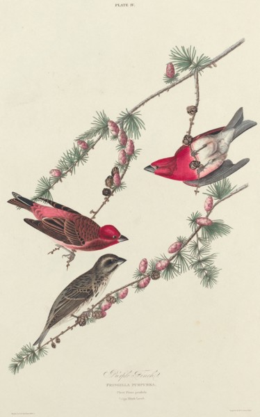 Purple Finch, 1827. [Fringilla purpurea. Plant Pinus pendula, Vulgo Black Larch].
