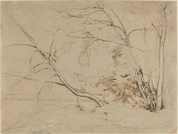 Clump of Trees at Civita Castellana, 1826.