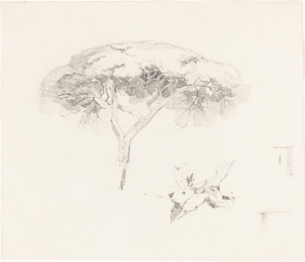 Umbrella Pine and Other Studies, 1839/1845.
