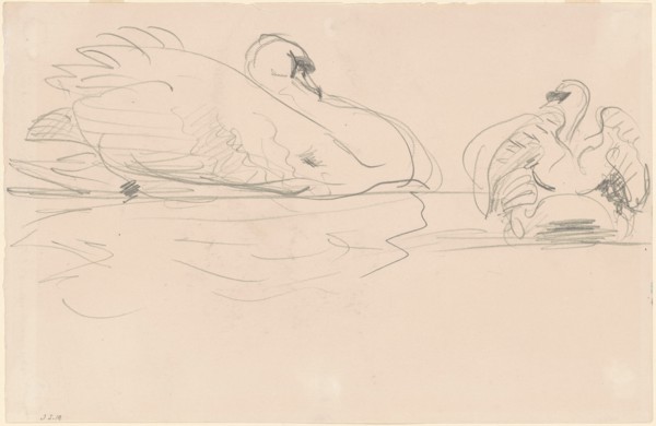Swans in the Water, 1880-1900.
