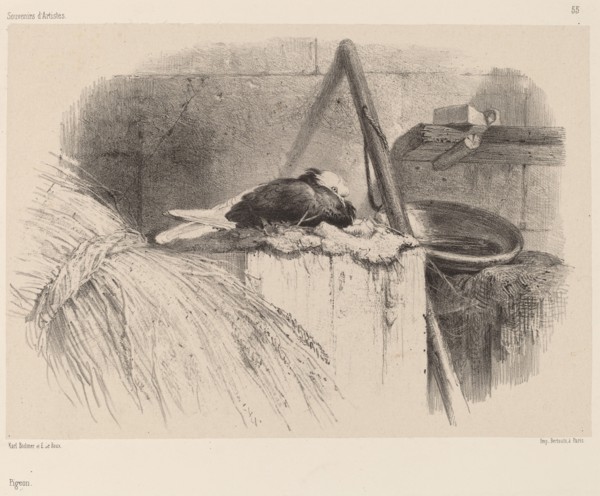 Pigeon.
